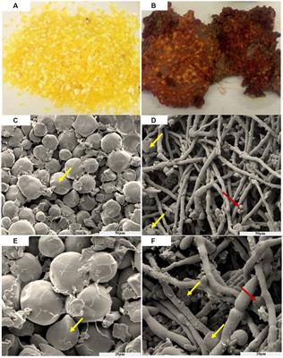 Simulating ozone degradation of deoxynivalenol and its bio-safety assessment by mouse model